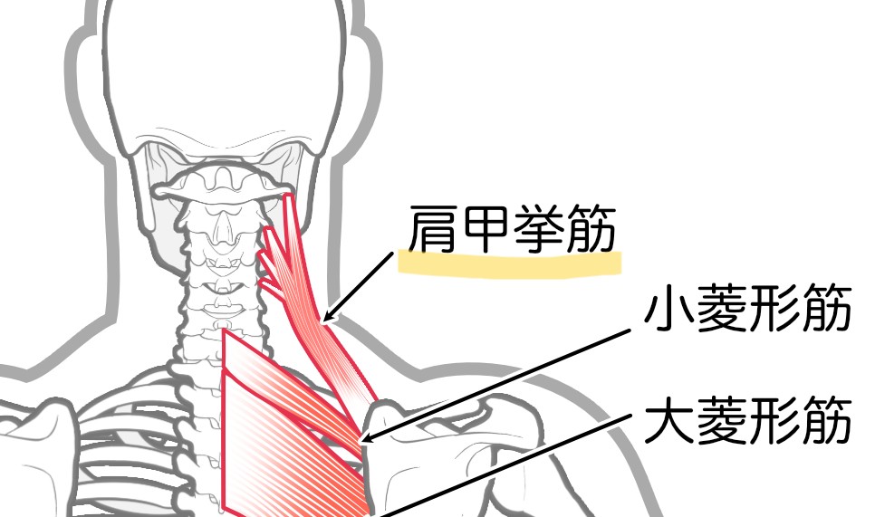 肩こりの原因:肩甲挙筋