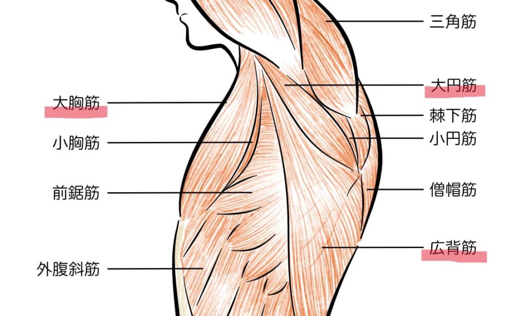 肩周りの筋肉の図