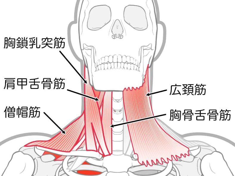 肩こりの原因:僧帽筋